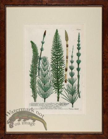 Weinmann Burl with Gold DM 14